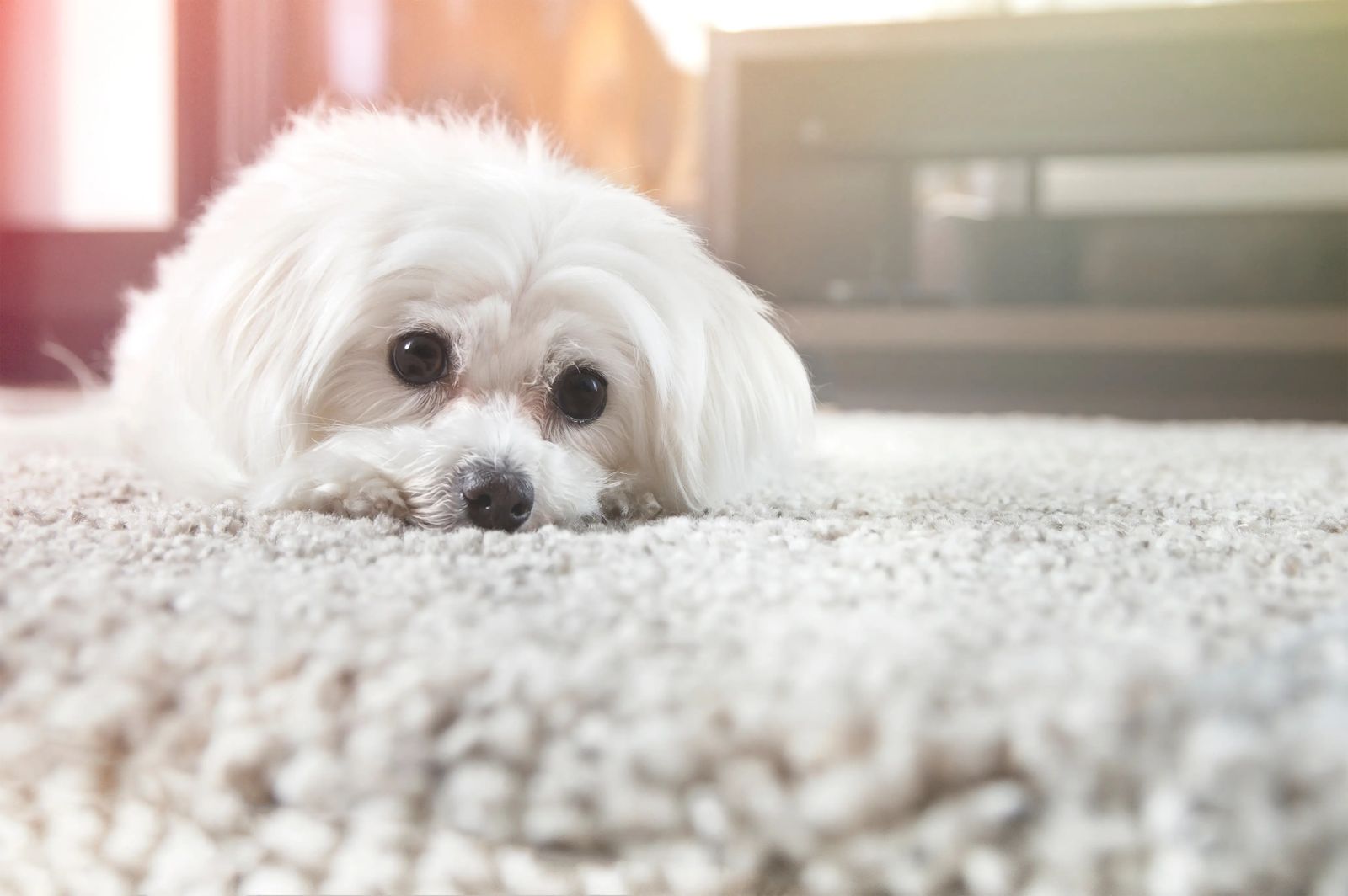 Soft carpet with a small white dog resting on it